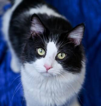 Domestic Long Hair and Tuxedo Cats Available for Adoption in Chattanooga, Tennessee - Lokie | PetCurious