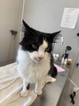 Xavier -  Domestic Short Hair Cat for Adoption in Lafayette, Indiana - Xavier | PetCurious