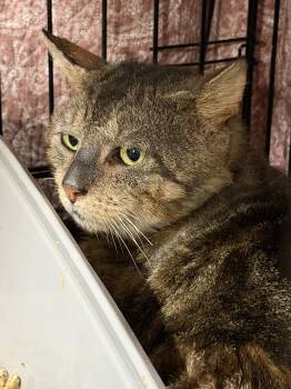Domestic Short Hair Cats Available for Adoption in Broomall, Pennsylvania - E.T. | PetCurious