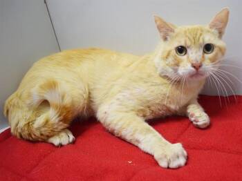 SPIKE -  Domestic Short Hair Cat for Adoption in Sacramento, California - SPIKE | PetCurious