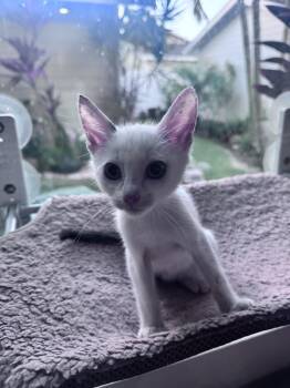 Rescue Domestic Short Hair Cats for Adoption in Aiea, Hawaii - Glacier | PetCurious