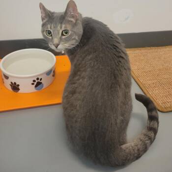 Domestic Short Hair Cats Available for Adoption in Carmel, Indiana - Barney @PAWZ Pet Cafe | PetCurious