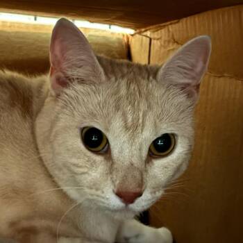 Cloe -  Domestic Short Hair Cat for Adoption in Bronson, Florida - Cloe | PetCurious