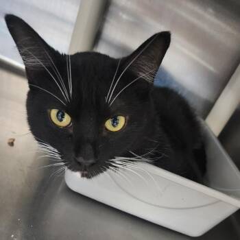 Cookie Dough -  Domestic Short Hair Cat for Adoption in Spanish Fork, Utah - Cookie Dough | PetCurious