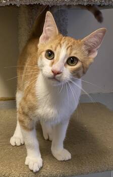 Tupelo -  Domestic Short Hair Cat for Adoption in Los Angeles, California - Tupelo | PetCurious