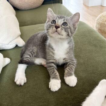 Tulip -  Domestic Short Hair Cat for Adoption - Tulip | PetCurious