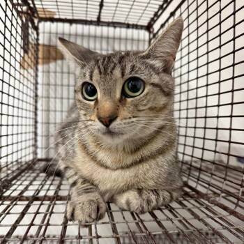 Prissy -  Domestic Short Hair Cat for Adoption in Edinburg, Texas - Prissy | PetCurious