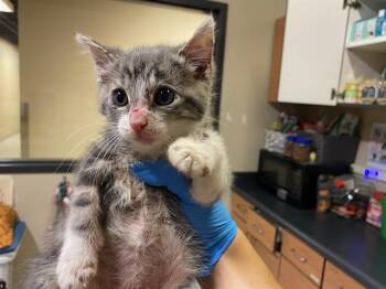 Rescue Domestic Medium Hair Cats for Adoption in Modesto, California - A602871 | PetCurious
