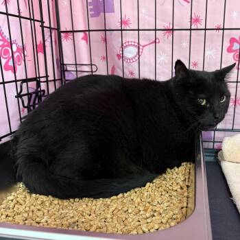 Chuck 5-day post to 9/11/26 -  Domestic Short Hair Cat for Adoption in Bismarck, North Dakota - Chuck 5-day Post To 9/11/26 | PetCurious