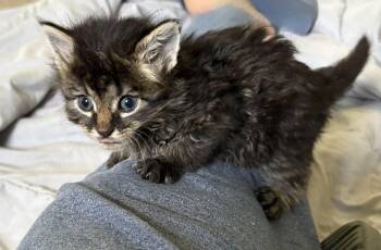 Sigma -  Domestic Long Hair Cat for Adoption in Geneseo, Illinois - Sigma | PetCurious