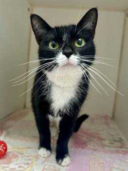 Puff Puff -  Domestic Short Hair Cat for Adoption in Reisterstown, Maryland - Puff Puff | PetCurious