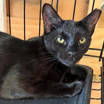 Domestic Short Hair Cats Available for Adoption - Panchita | PetCurious