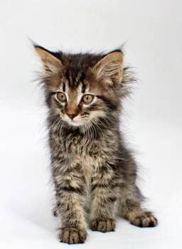 Indigo -  Domestic Medium Hair and Domestic Short Hair Cat for Adoption in Morton Grove, Illinois - Indigo | PetCurious