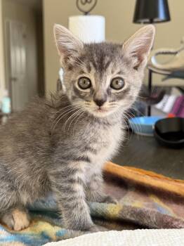 Judith -  Domestic Short Hair Cat for Adoption in Penryn, California - Judith | PetCurious