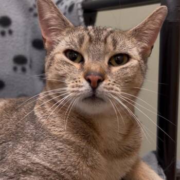 Domestic Short Hair Cats Available for Adoption in Middlebury, Vermont - Nosey | PetCurious