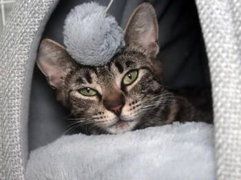 Tessa -  Domestic Short Hair Cat for Adoption in Vancouver, Washington - Tessa | PetCurious
