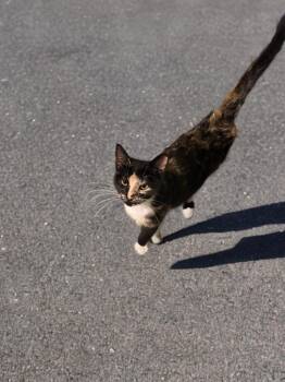 Laska -  Domestic Short Hair Cat for Adoption in The Woodlands, Texas - Laska | PetCurious