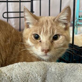Rescue Domestic Short Hair Cats for Adoption in Webster, Texas - Chickpea | PetCurious