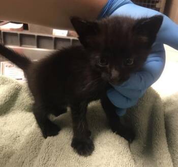 PICKLES -  Domestic Short Hair Cat for Adoption in Conroe, Texas - PICKLES | PetCurious