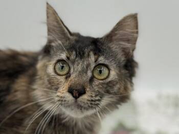 Cindy -  Domestic Medium Hair Cat for Adoption in Portland, Oregon - Cindy | PetCurious