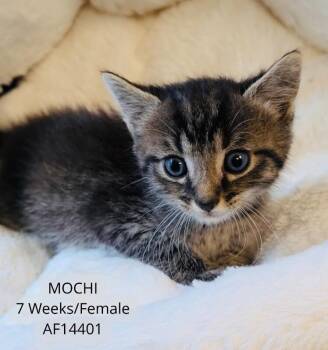 Domestic Short Hair Cats Available for Adoption - Mochi | PetCurious