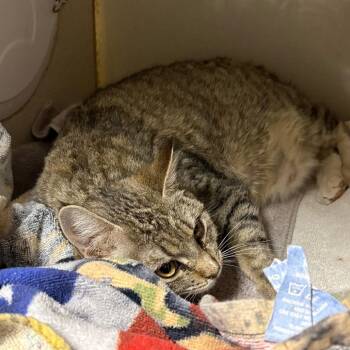 Domestic Short Hair Cats Available for Adoption - Bobby | PetCurious