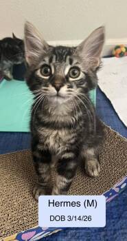 Hermes -  Domestic Short Hair and Tabby Cat for Adoption in Vacaville, California - Hermes | PetCurious