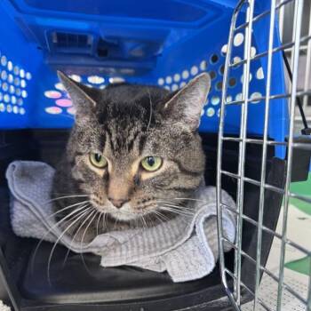 Spider -  Domestic Short Hair Cat for Adoption in Chicago, Illinois - Spider | PetCurious