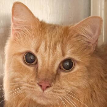 Kitty -  Domestic Medium Hair Cat for Adoption in Kennebunk, Maine - Kitty | PetCurious