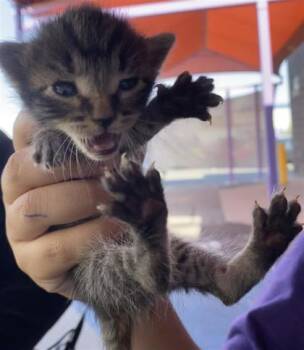 61748919 -  Domestic Long Hair Cat for Adoption in El Paso, Texas - 61748919 | PetCurious