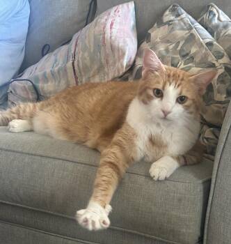 Archie -  Domestic Short Hair Cat for Adoption in Fairfax, Virginia - Archie | PetCurious