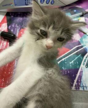 ROOT -  Domestic Short Hair Cat for Adoption in Riverside, California - ROOT | PetCurious