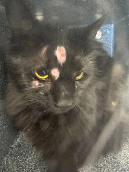 Domestic Medium Hair and Domestic Short Hair Cats Available for Adoption in Sevierville, Tennessee - Fluffball | PetCurious