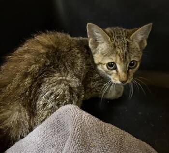 If-11c -  Domestic Short Hair Cat for Adoption in Lawrenceville, Georgia - If-11c | PetCurious
