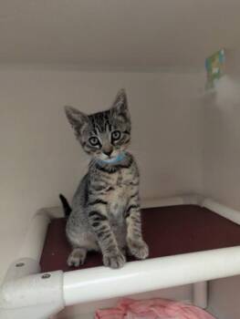 Sokka - I AM AT PetSmart Framingham -  Domestic Short Hair Cat for Adoption in East Brookfield, Massachusetts - Sokka - I AM AT PetSmart Framingham | PetCurious