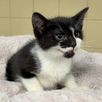 Penguin -  Domestic Short Hair Cat for Adoption in East Hampton, New York - Penguin | PetCurious
