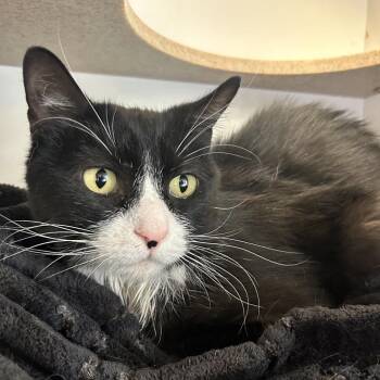 Semi -  Domestic Short Hair Cat for Adoption in Park City, Utah - Semi | PetCurious