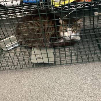 Princess -  Domestic Medium Hair Cat for Adoption in Montgomery, Alabama - Princess | PetCurious