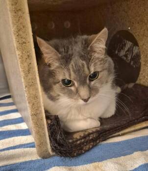 Domestic Medium Hair Cats Available for Adoption - MADDIE | PetCurious