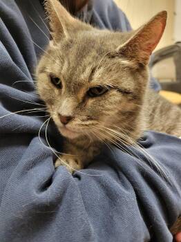 Angelica -  Domestic Short Hair Cat for Adoption in Lorain, Ohio - Angelica | PetCurious