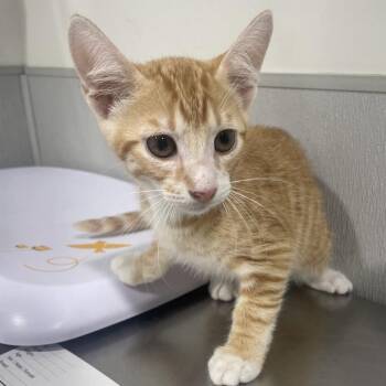 Alfie -  Domestic Short Hair Cat for Adoption in Tampa, Florida - Alfie | PetCurious