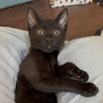 Diva DHH -  Domestic Short Hair Cat for Adoption in Austin, Texas - Diva DHH | PetCurious