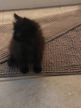 Wicket Faye -  Domestic Short Hair Cat for Adoption in Newnan, Georgia - Wicket Faye | PetCurious