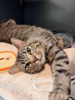 RODGER -  Domestic Short Hair Cat for Adoption in Leesburg, Virginia - RODGER | PetCurious