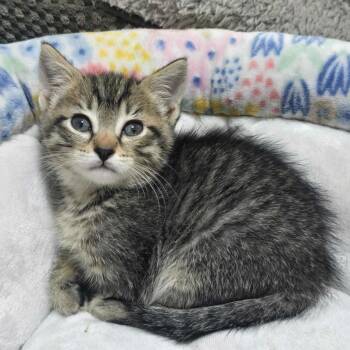 Peanut -  Domestic Short Hair Cat for Adoption in Riverside, California - Peanut | PetCurious