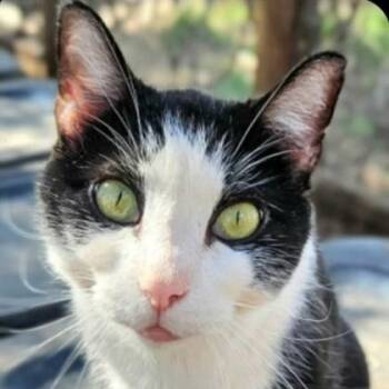Casper -  Domestic Short Hair Cat for Adoption in Warr Acres, Oklahoma - Casper | PetCurious