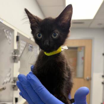Comet (7) -  Domestic Short Hair Cat for Adoption in Marshall, Texas - Comet (7) | PetCurious