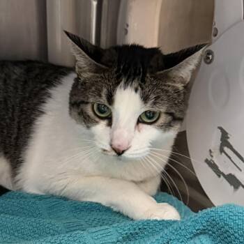 Mabel -  Domestic Short Hair Cat for Adoption in Murray, Utah - Mabel | PetCurious