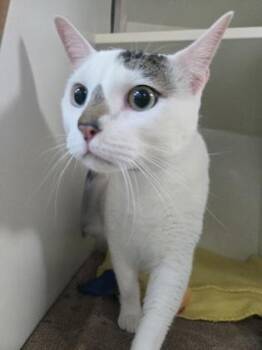 Domestic Short Hair Cats Available for Adoption in Savannah, Georgia - Crunch | PetCurious