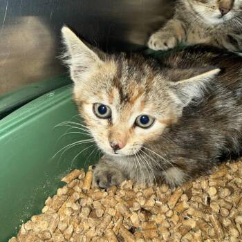 Funshine Bear -  American Shorthair Cat for Adoption in Cody, Wyoming - Funshine Bear | PetCurious